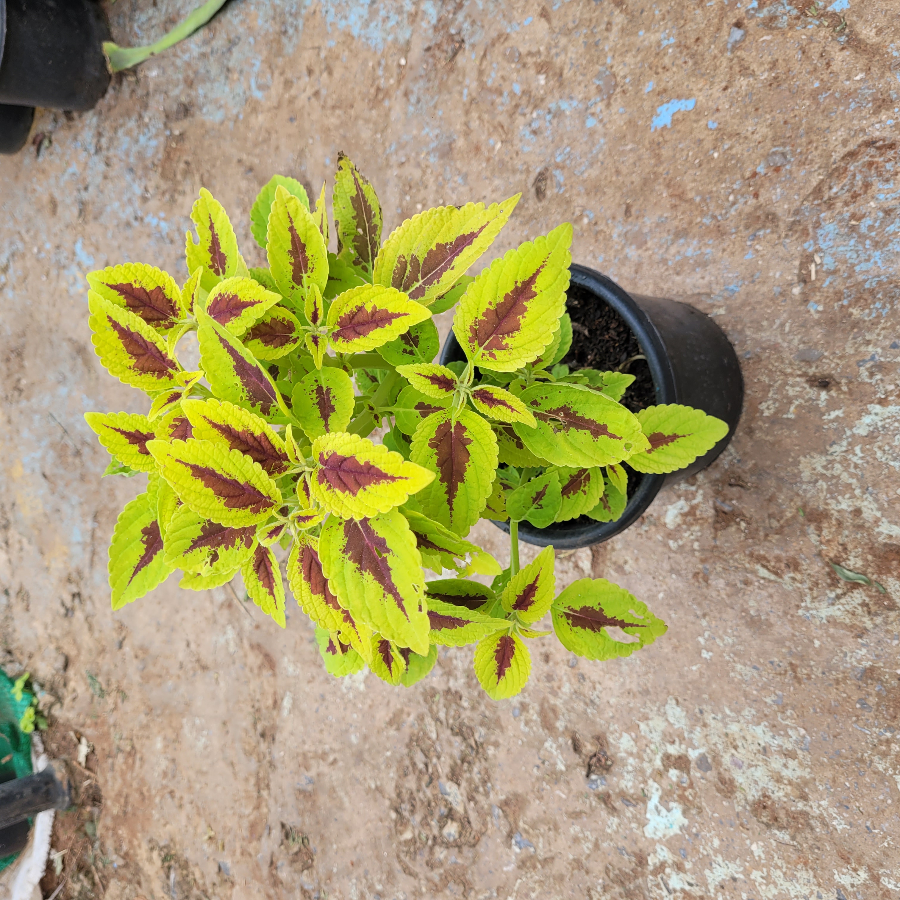 Plante Verte